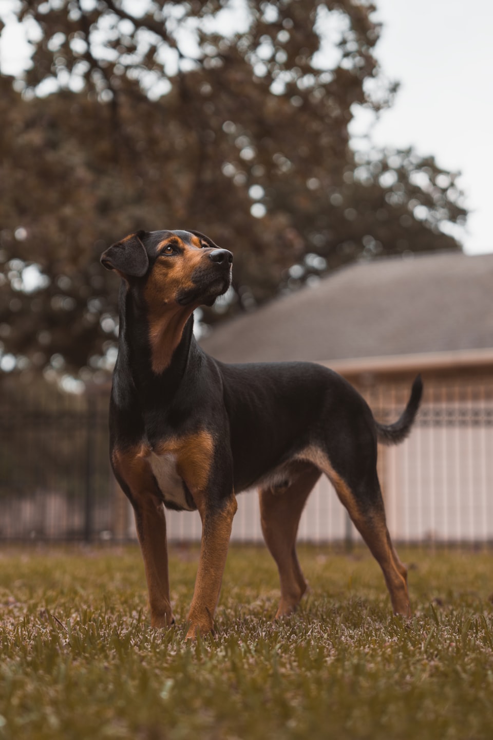A thoughtful-looking dog