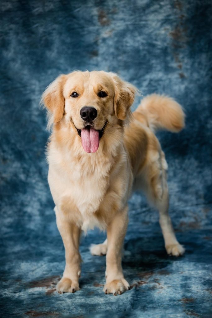 Custom Pet Portrait